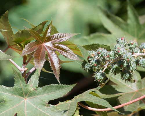 France l’antidote contre la ricine décroche son AMM